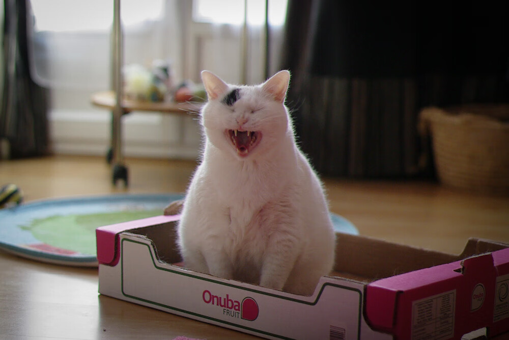 乒乓球积分赛制调整,选手迎接新挑战,乒乓球积分赛是什么意思