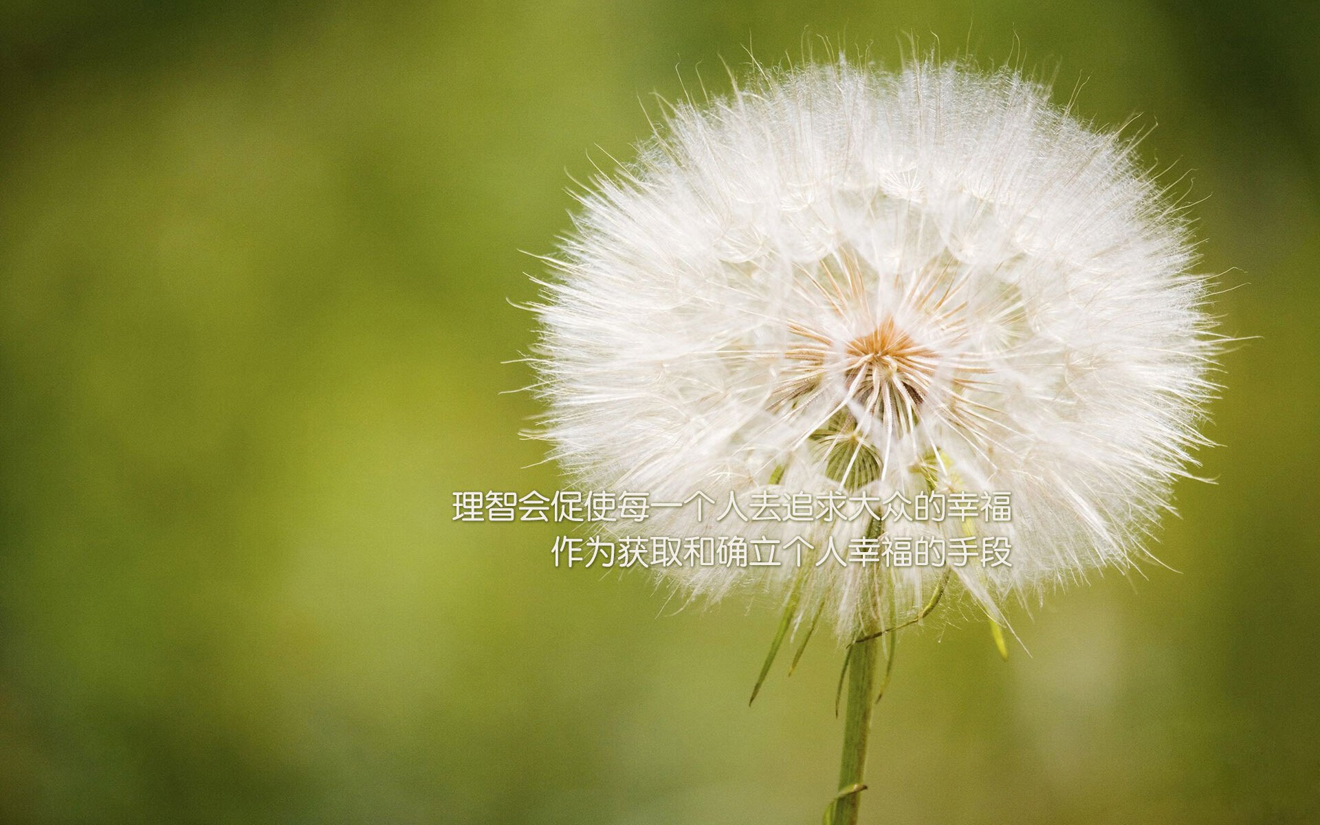 美国蛙泳高频率划水值得关注，顶级蛙泳技术