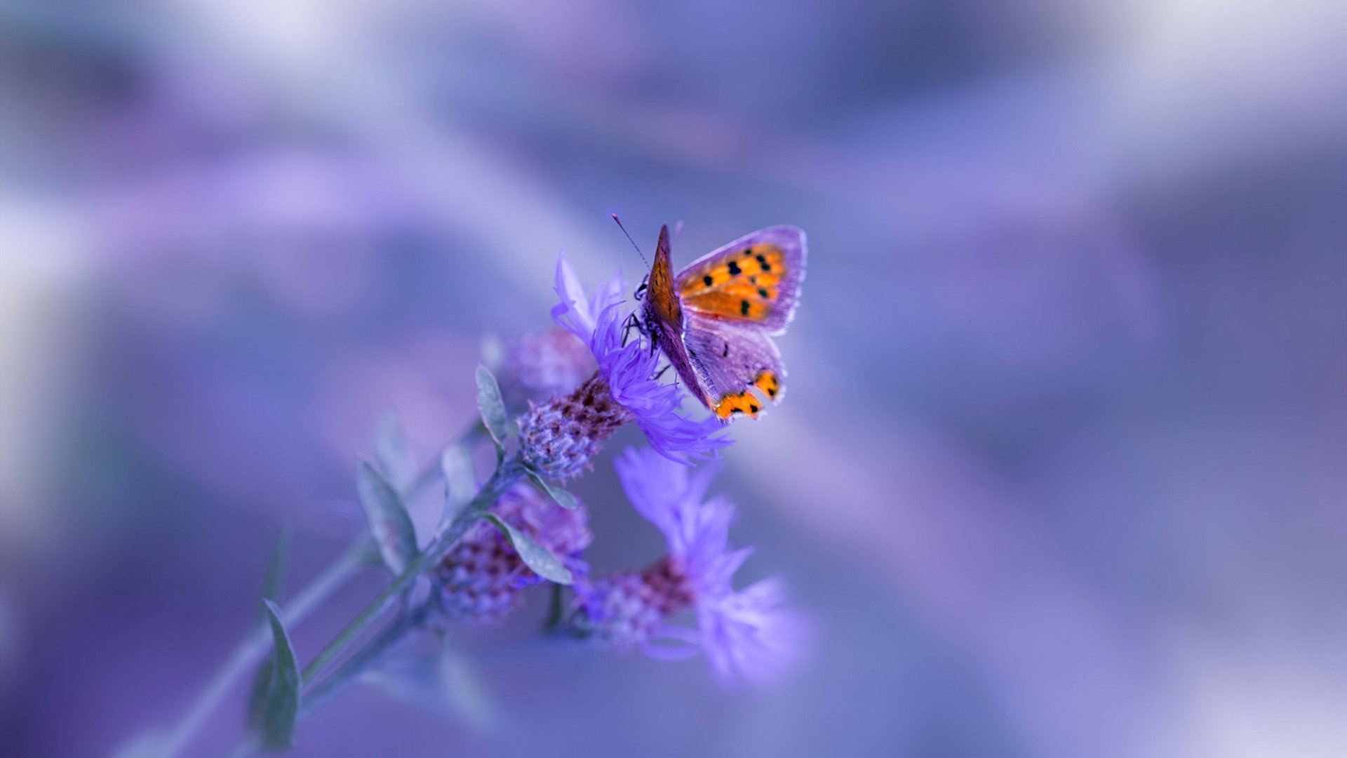 诺丁汉森林加强阵地防守稳住局势，诺丁汉森林吧