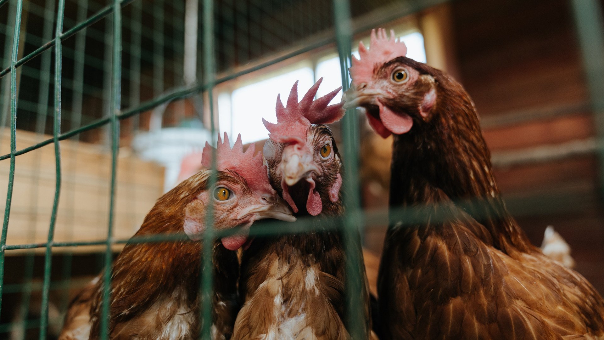 高频率挡拆是否容易被对手识破，高频zvs