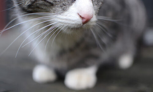 “胡利安·门德斯的精准脚法和远射能力，助力美洲狮队迎接未来挑战”