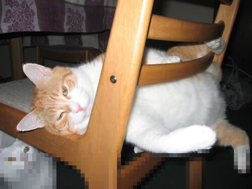 新闻中心发布国家体育信息安全防护项目采购清单，国家体育信息中心主任