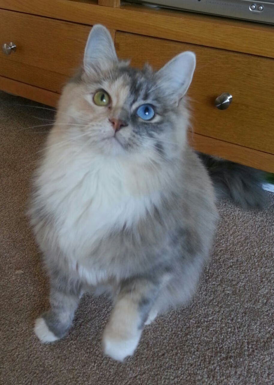 林丹出席体育嘉年华现场气氛热烈,林丹集锦