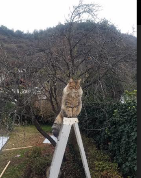 开yun官网-火箭目标打出年轻化速度优势，火箭目的