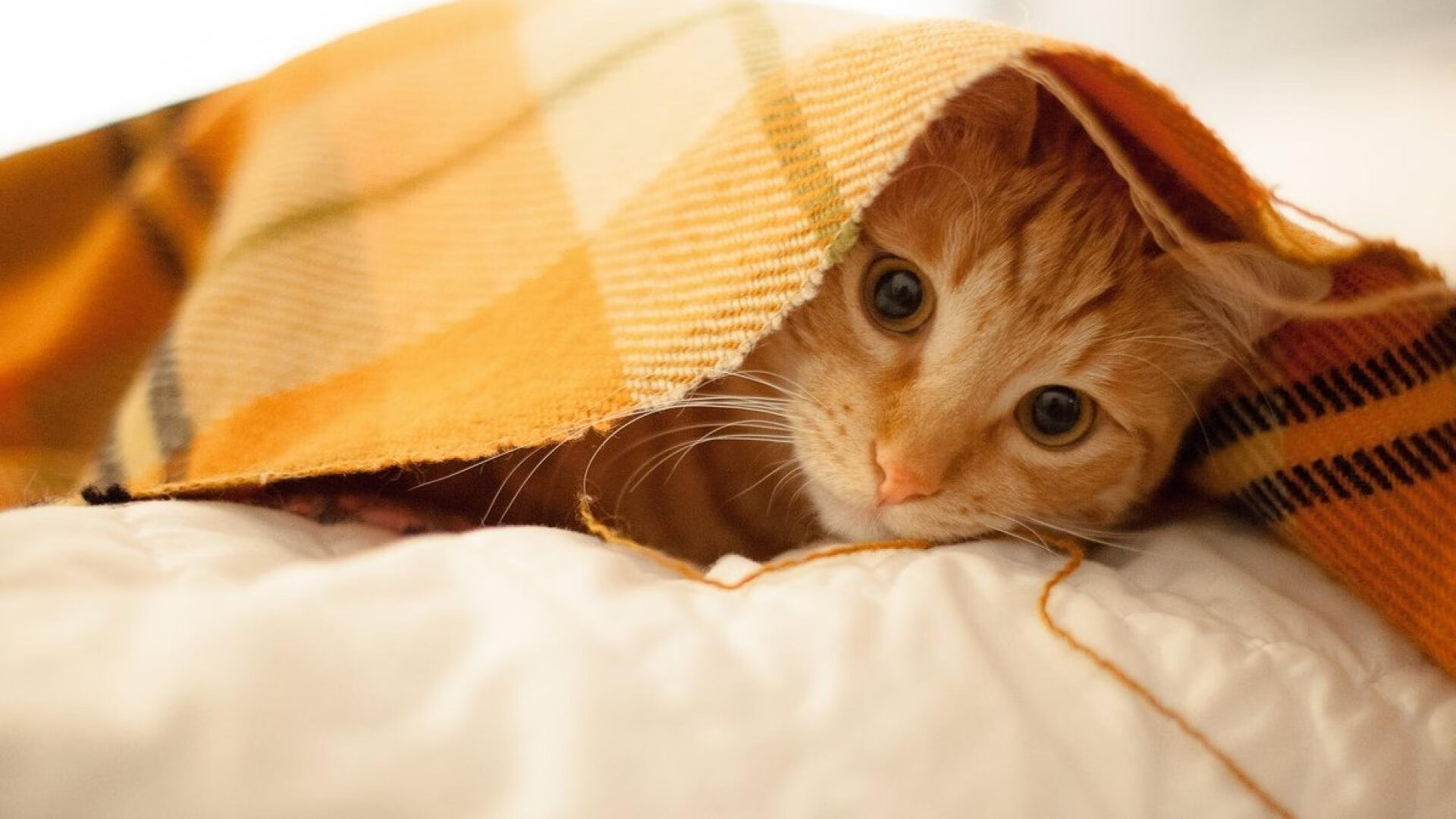 王楚钦拍摄纪录片展示幕后生活,王楚钦拍摄纪录片展示幕后生活视频